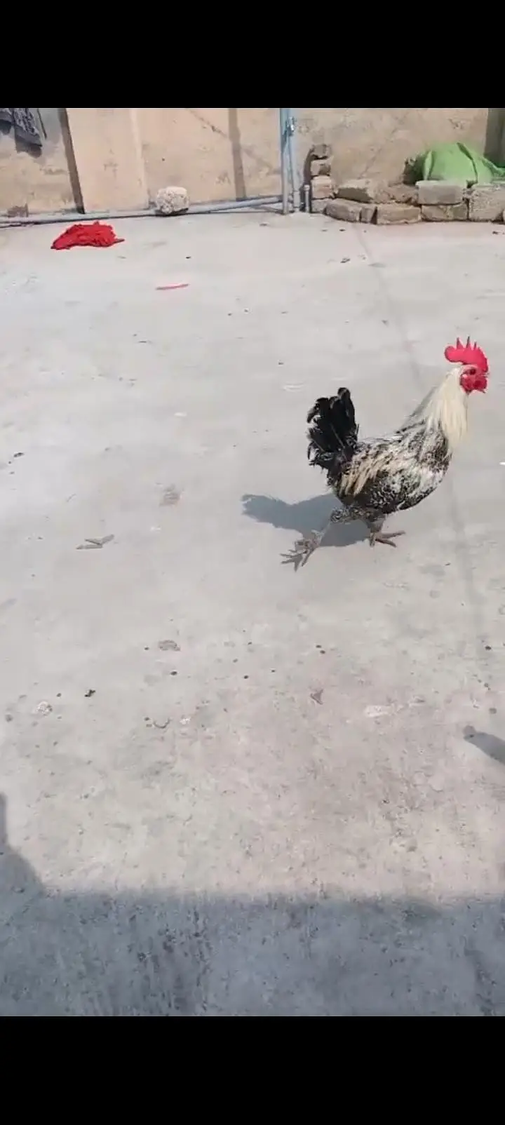 feomi misri male for sale . . — photo 2