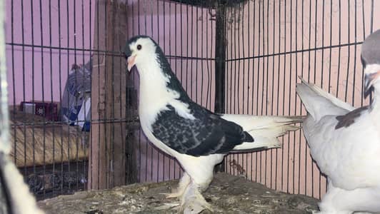 All bird health and active