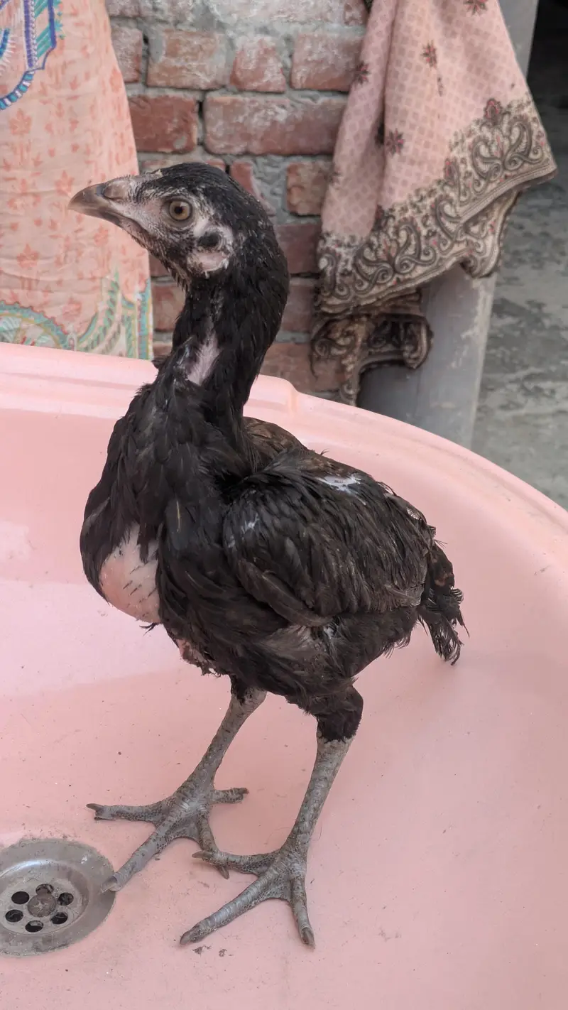 Thai chick — photo 2