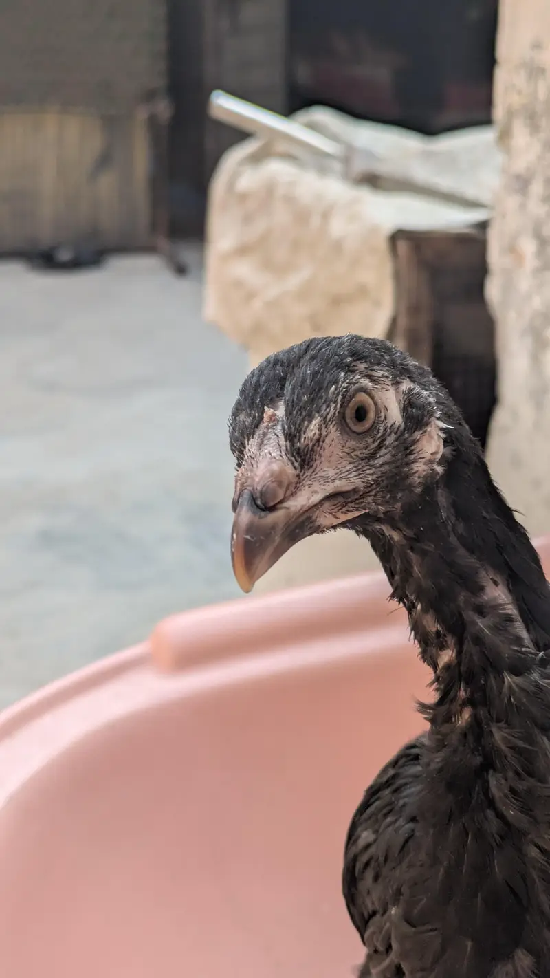 Thai chick — photo 4