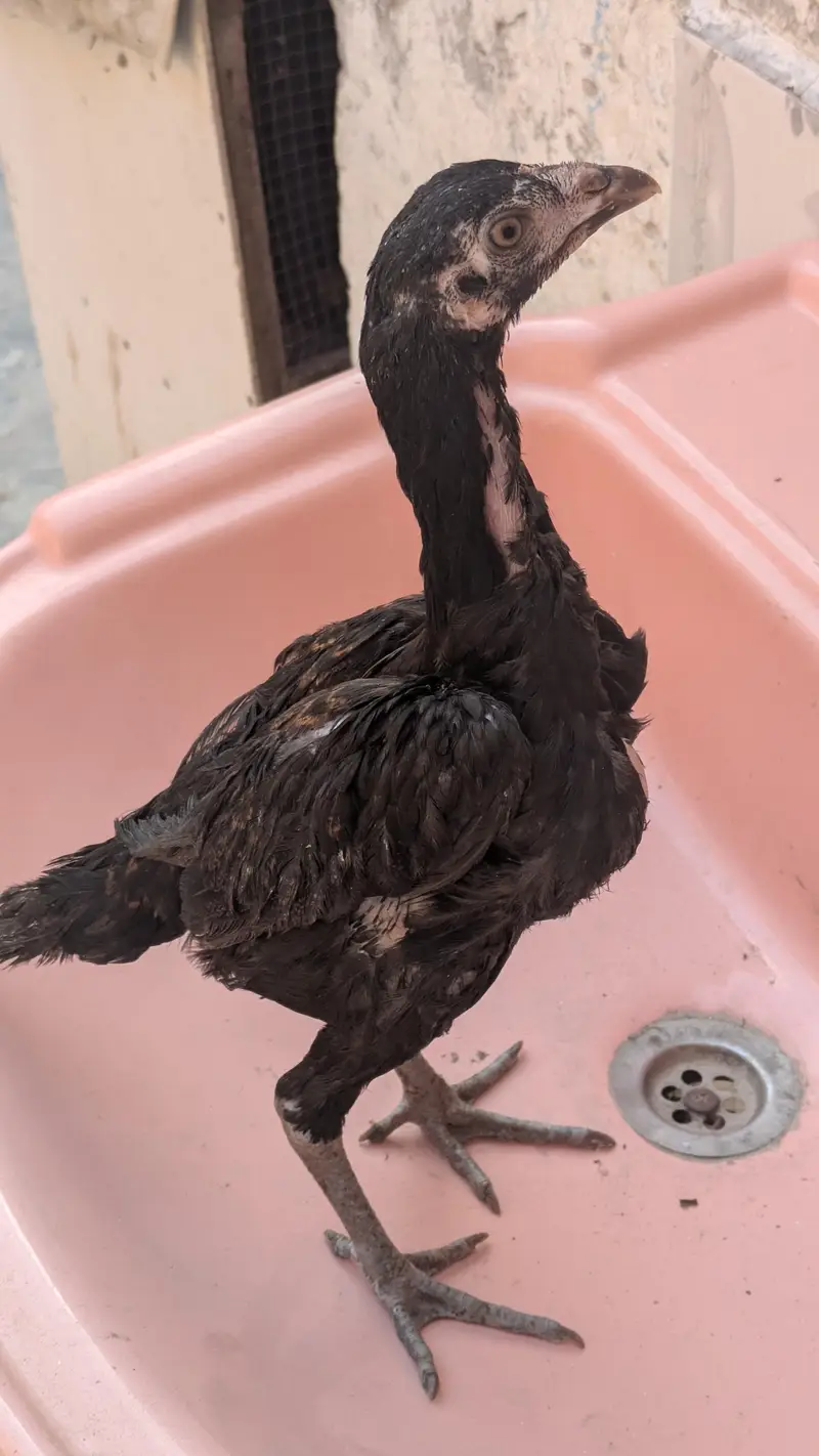 Thai chick — photo 5
