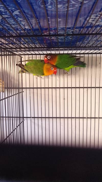 Green fisher first breed ka Lia ready ha