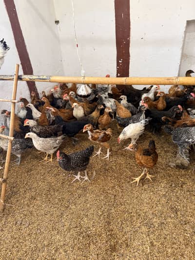 Golden misri desi Pathay pathiyan hens chuzay