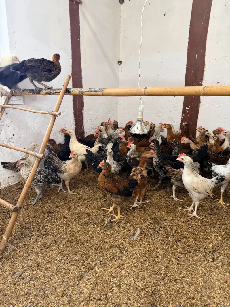 Golden misri desi Pathay pathiyan hens chuzay — photo 2