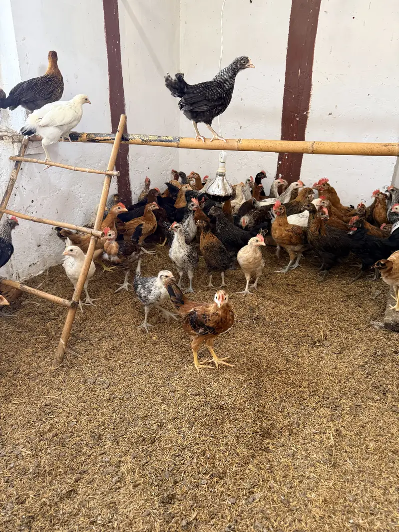 Golden misri desi Pathay pathiyan hens chuzay — photo 3