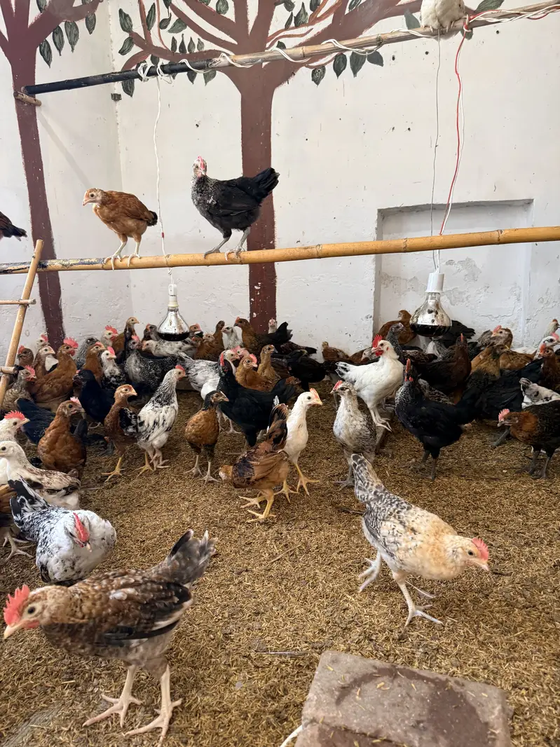 Golden misri desi Pathay pathiyan hens chuzay — photo 4