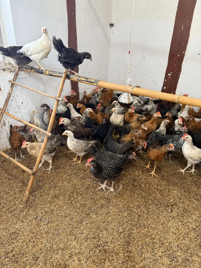 Golden misri desi Pathay pathiyan hens chuzay — photo 6