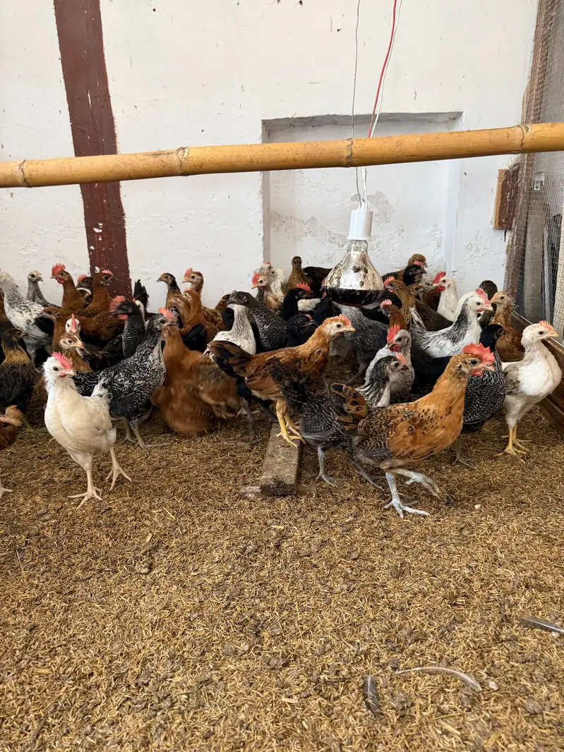 Golden misri desi Pathay pathiyan hens chuzay — photo 7