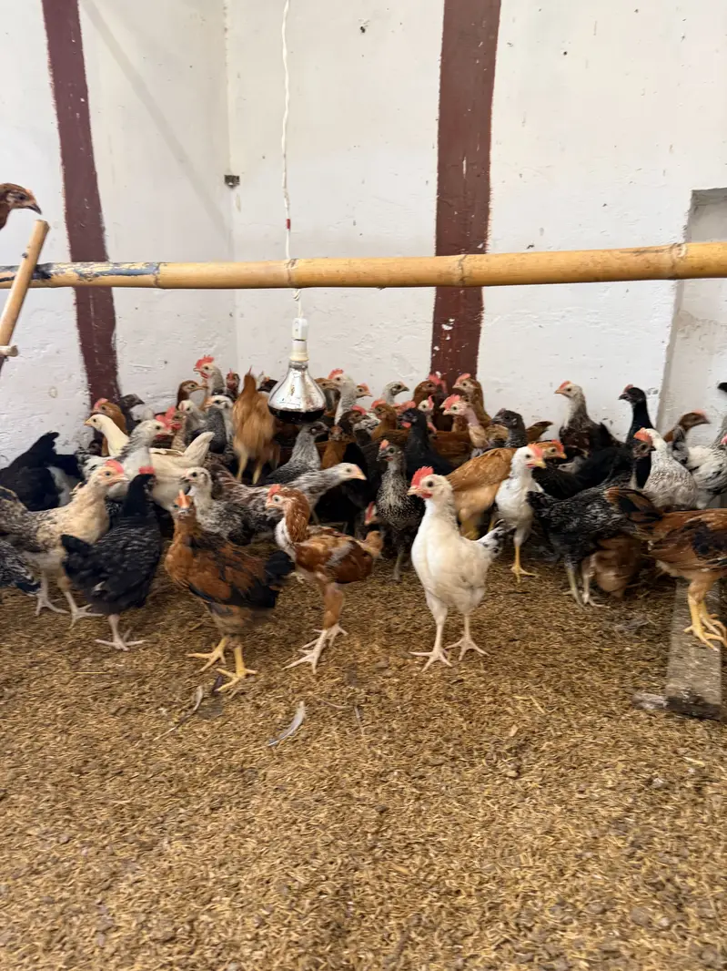 Golden misri desi Pathay pathiyan hens chuzay — photo 8