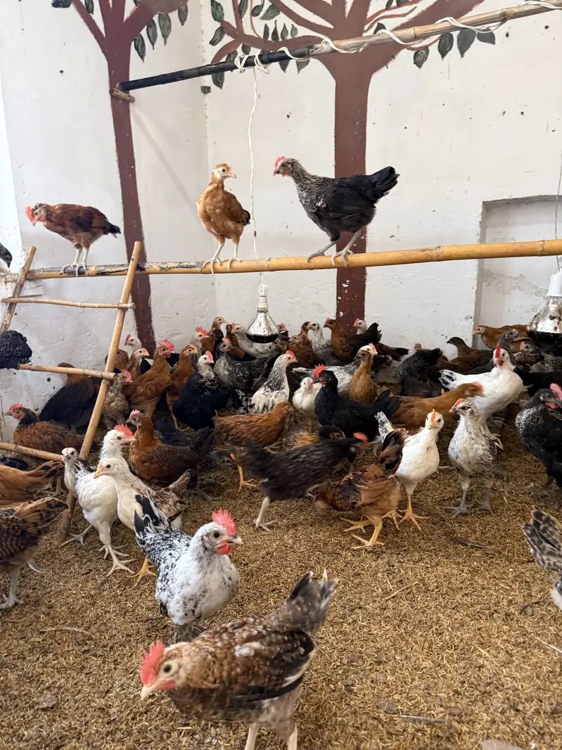 Golden misri desi Pathay pathiyan hens chuzay — photo 9
