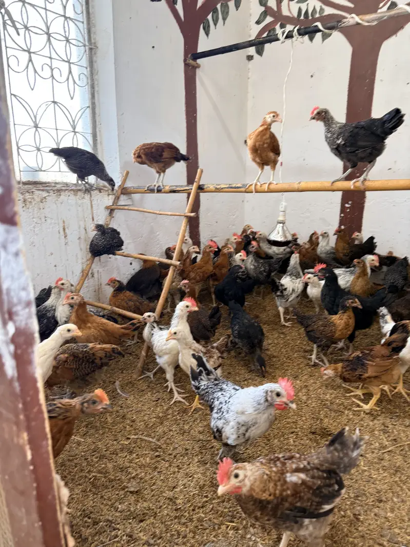 Golden misri desi Pathay pathiyan hens chuzay — photo 10