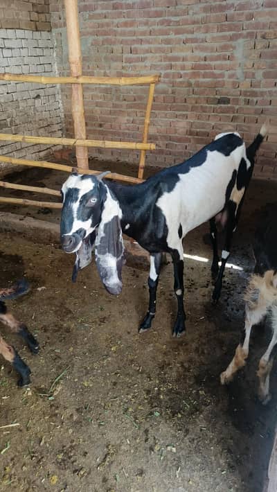 Pregnant goat kali dabi for sale
