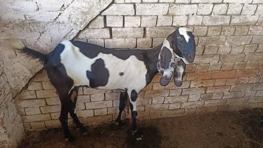 Pregnant goat kali dabi for sale