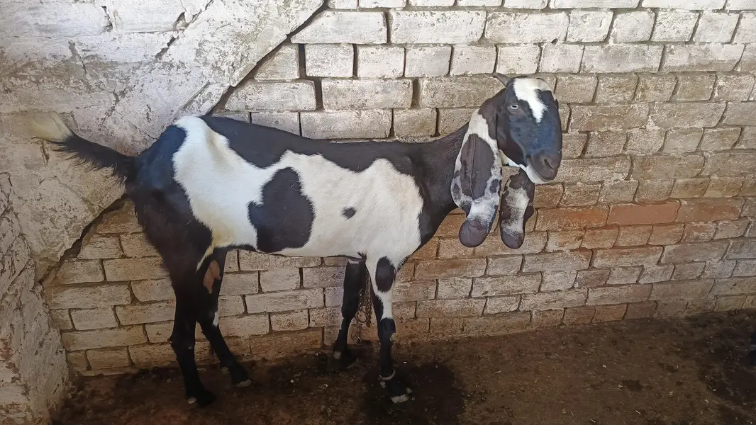 Pregnant goat kali dabi for sale — photo 2