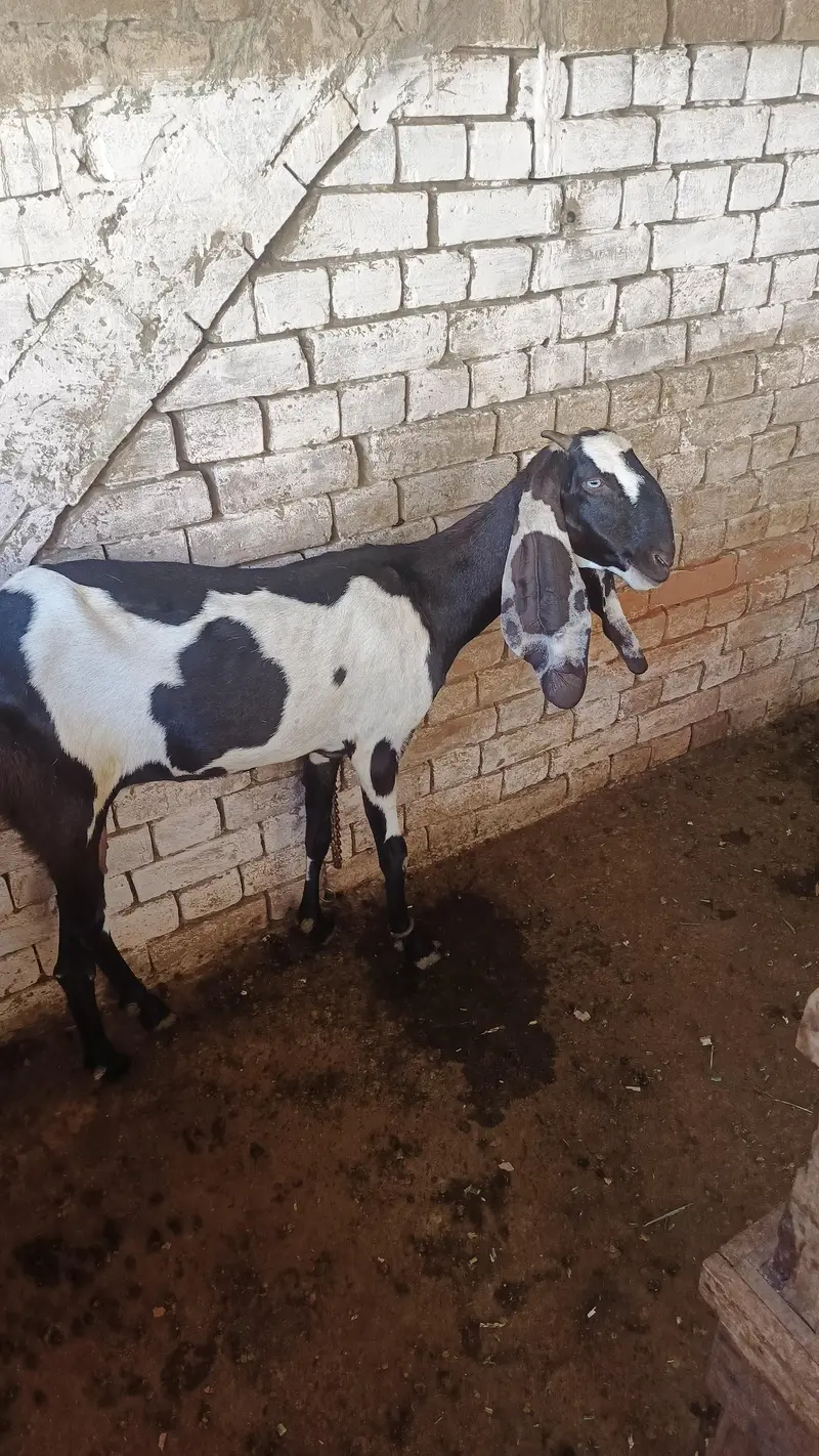Pregnant goat kali dabi for sale — photo 3