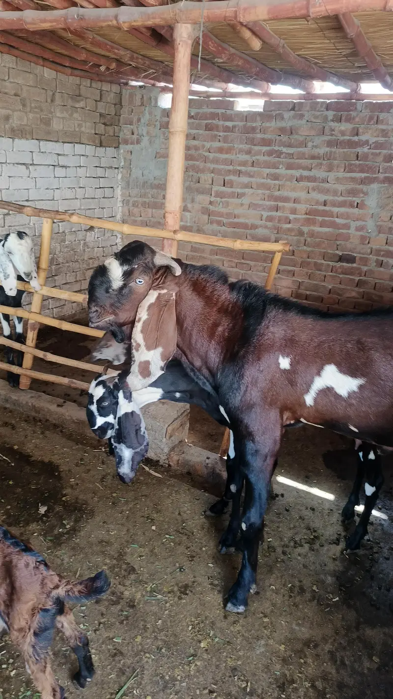 Pregnant goat kali dabi for sale — photo 4