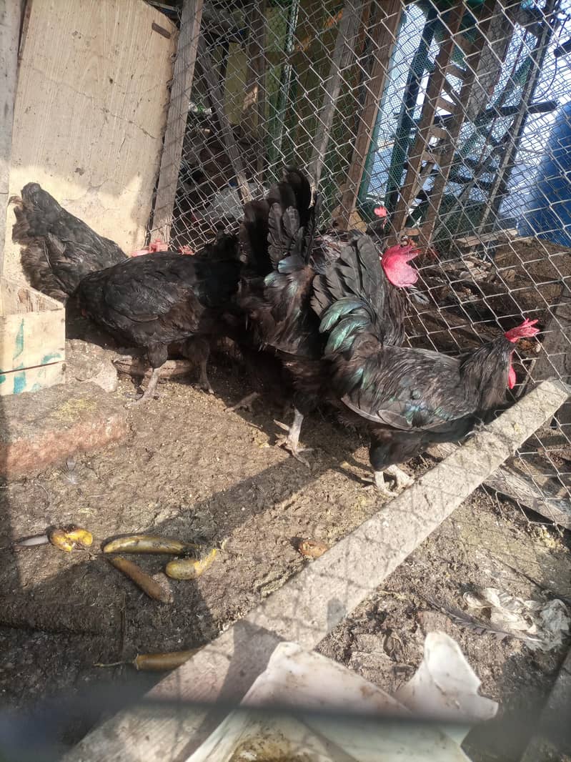 Healthy active egg lying 1