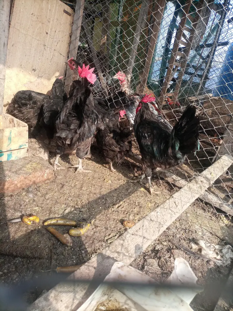 Healthy active egg lying — photo 3