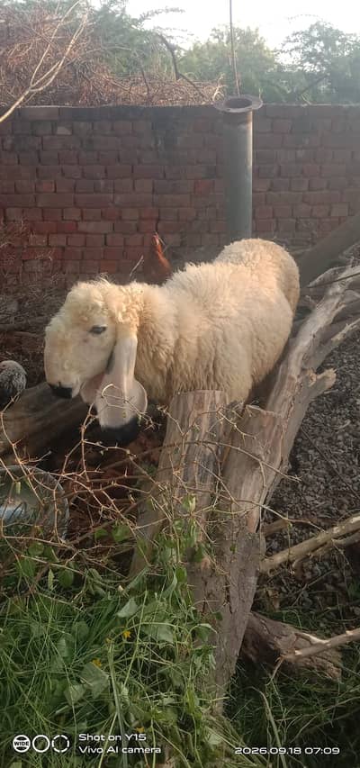 Sheep | Kajla female sheep | chatri | kajli chatri
