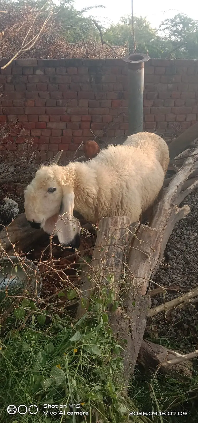 Sheep | Kajla female sheep | chatri | kajli chatri — photo 2