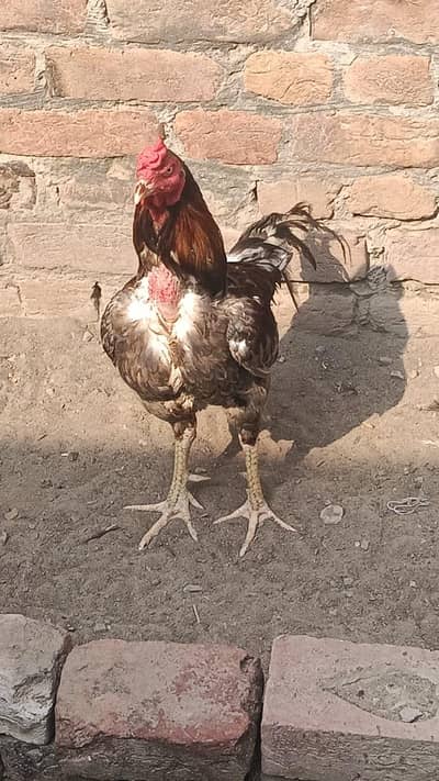 3.5 kg sa oper hai Bhai