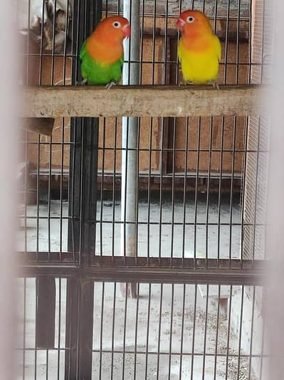 love bird breeder pair