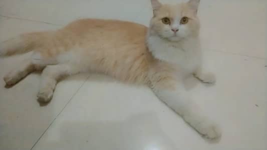 Female Persian Cat Semi Punch for sale