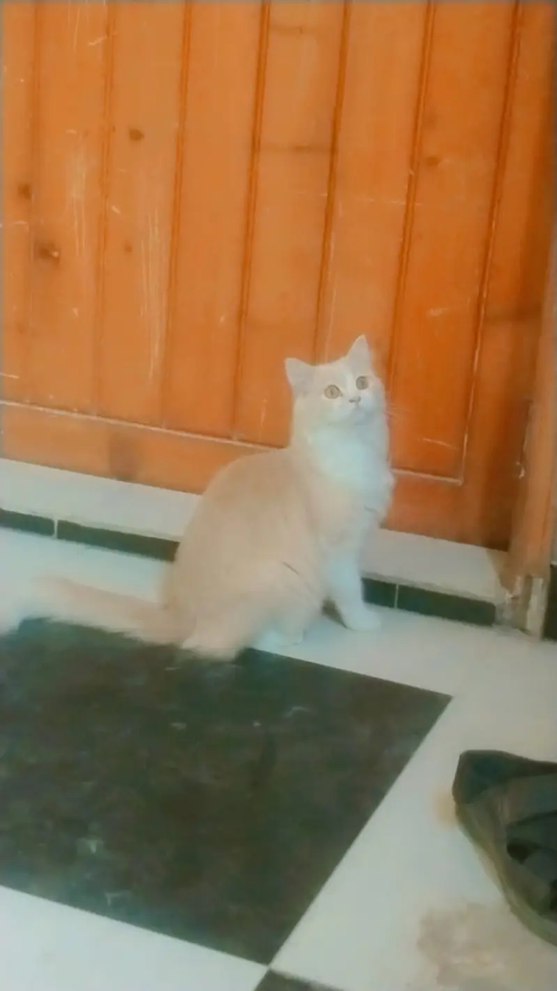 Female Persian Cat Semi Punch for sale — photo 3