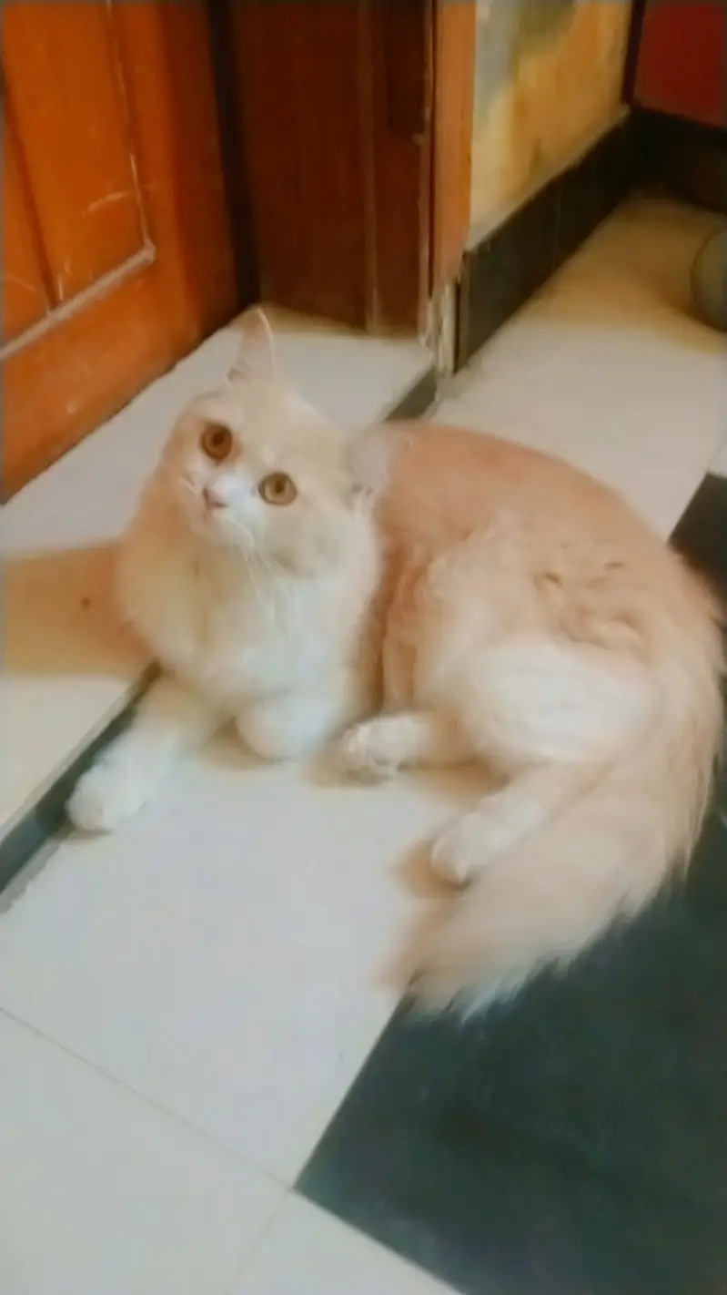Female Persian Cat Semi Punch for sale — photo 4
