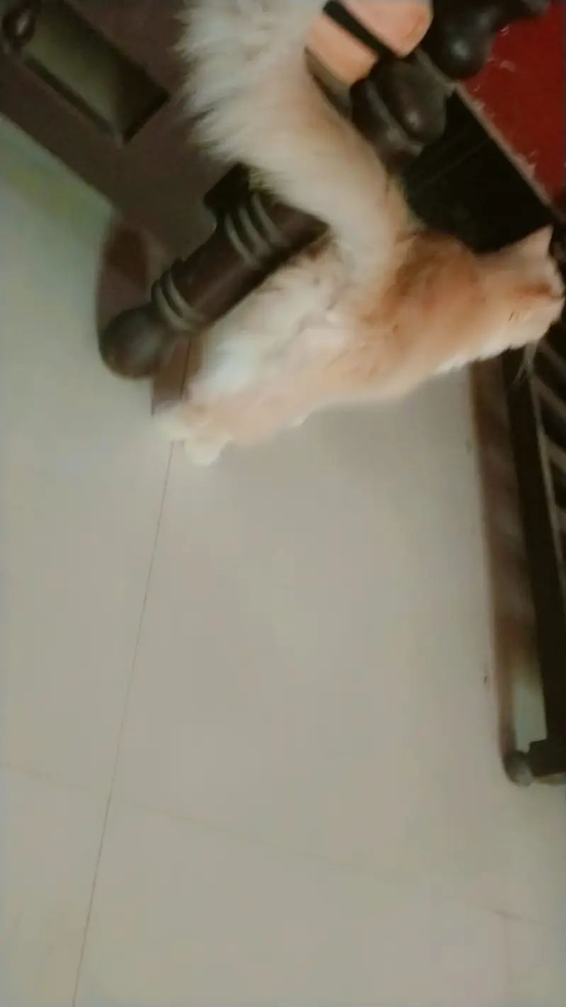 Female Persian Cat Semi Punch for sale — photo 5