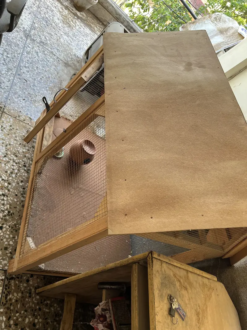 Bird cages — photo 6