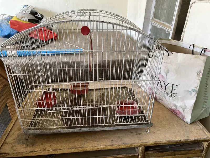 Bird cages — photo 8