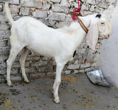 RAJANPURI BAKRA
