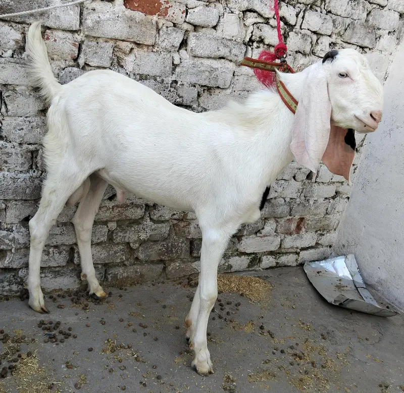 RAJANPURI BAKRA — photo 2