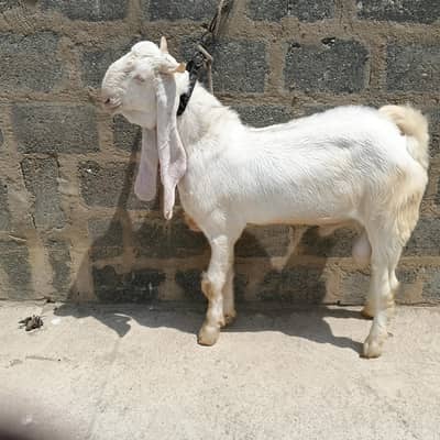 gulabi pair Bakra bakri