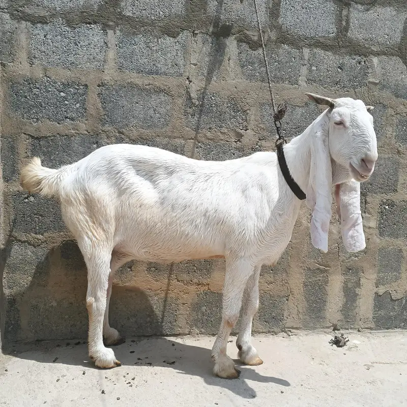 gulabi pair Bakra bakri — photo 2