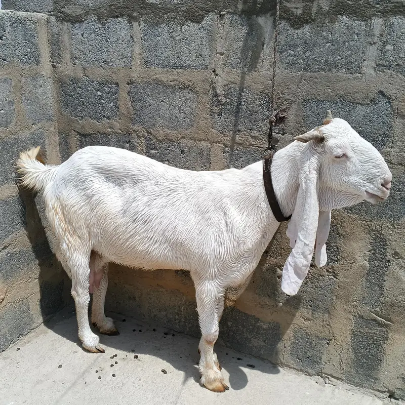 gulabi pair Bakra bakri — photo 3