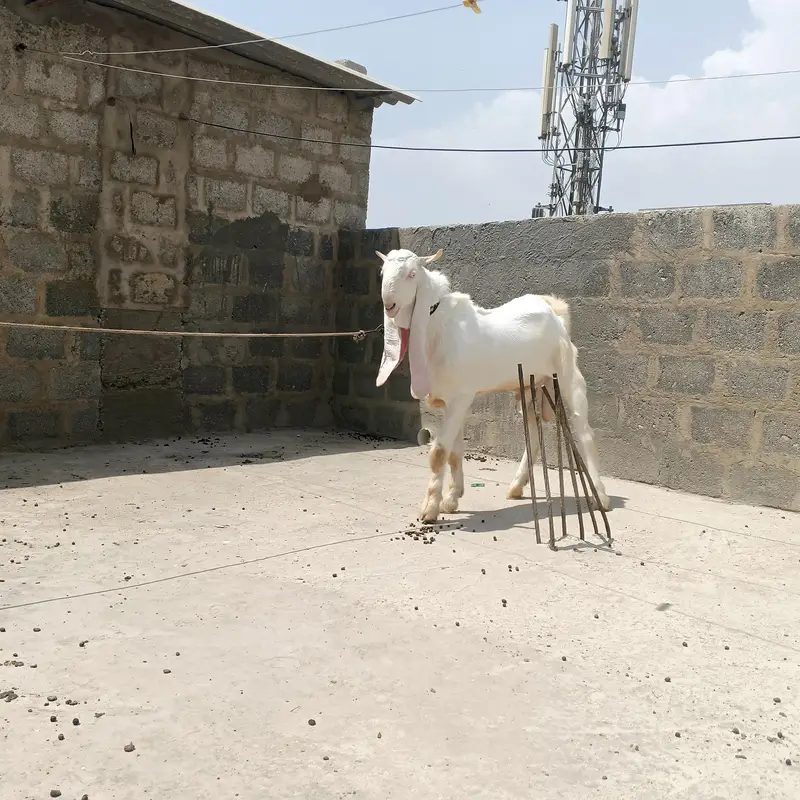 gulabi pair Bakra bakri — photo 4