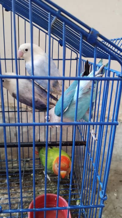 Love Birds for sale. . 03146117044. . . 0/3/1/4/6/1/1/7/0/4/4