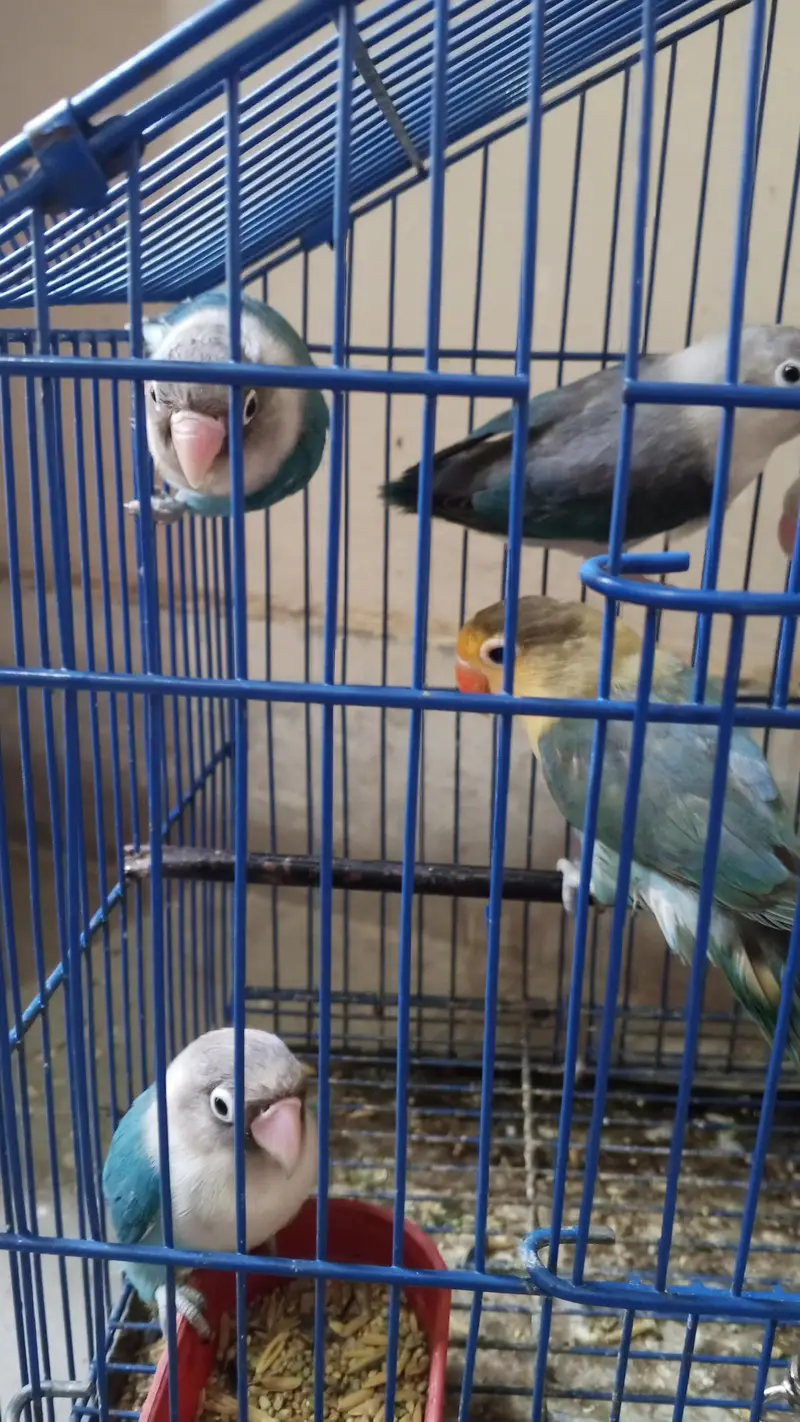 Love Birds for sale. . 03146117044. . . 0/3/1/4/6/1/1/7/0/4/4 — photo 2