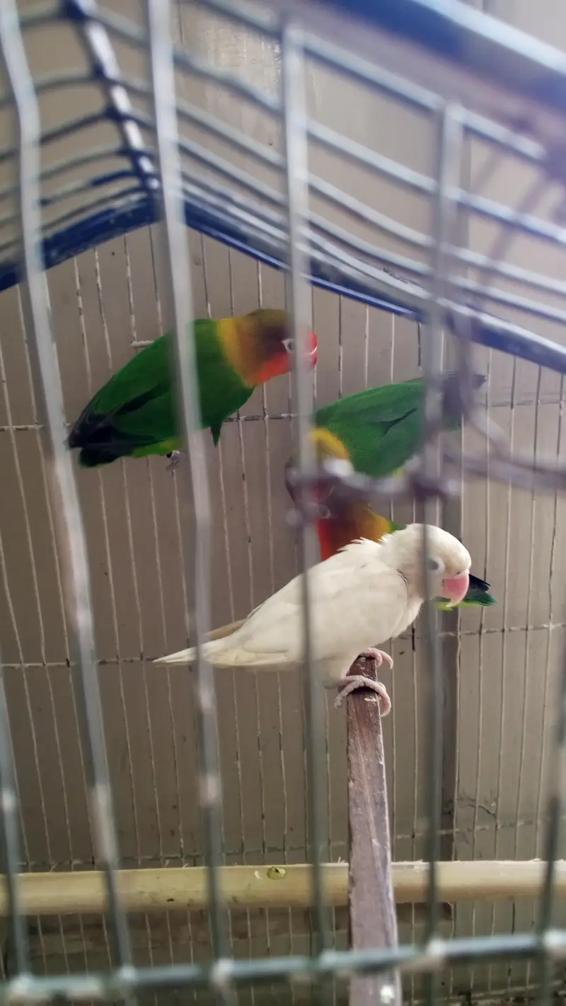 Love Birds for sale. . 03146117044. . . 0/3/1/4/6/1/1/7/0/4/4 — photo 3