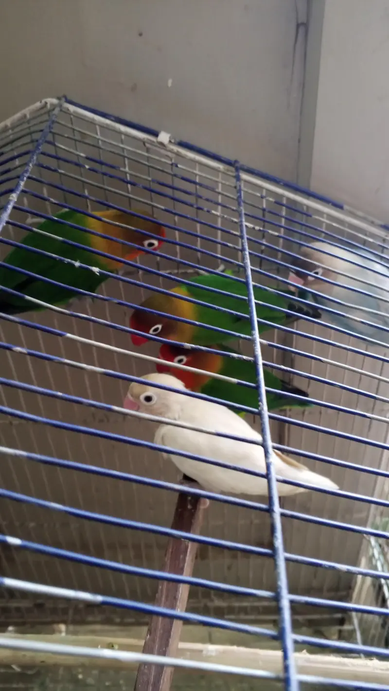 Love Birds for sale. . 03146117044. . . 0/3/1/4/6/1/1/7/0/4/4 — photo 4