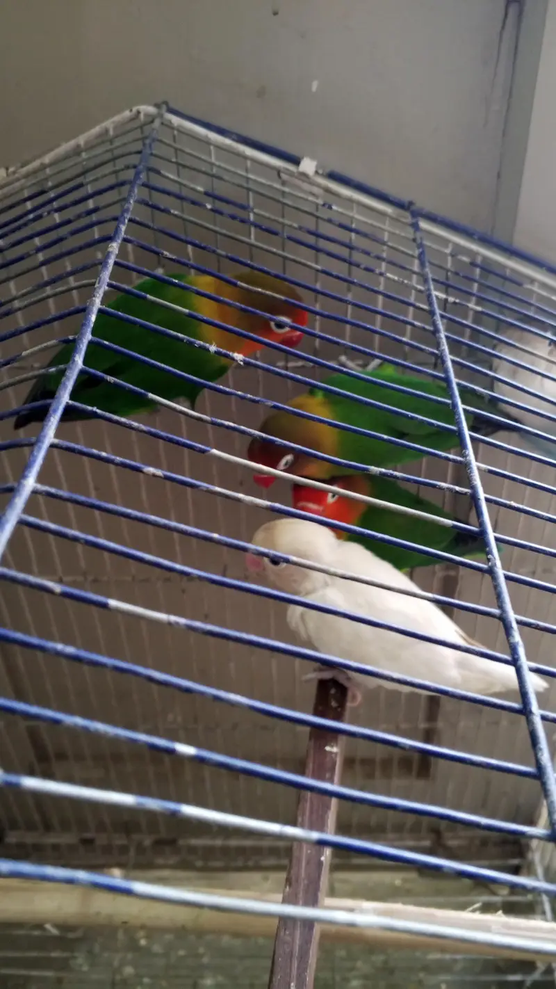 Love Birds for sale. . 03146117044. . . 0/3/1/4/6/1/1/7/0/4/4 — photo 5