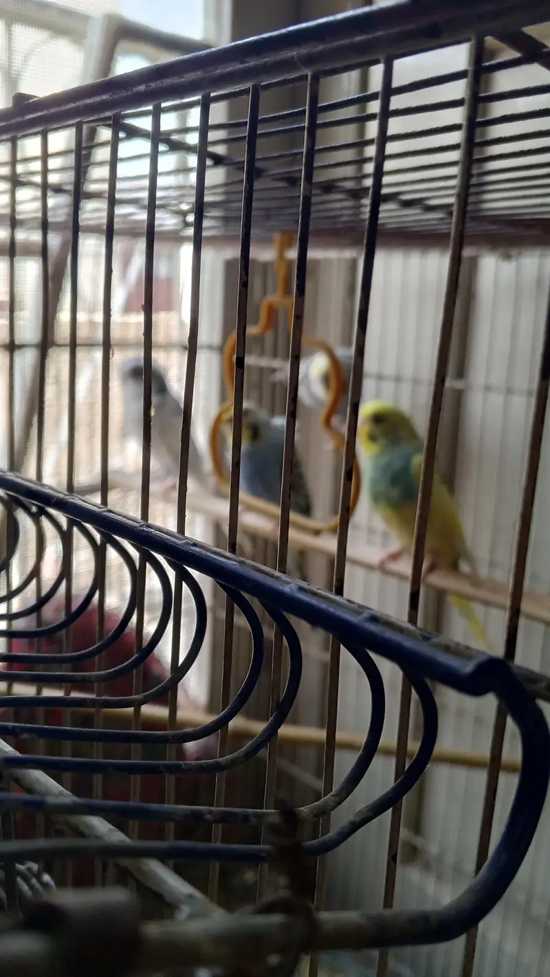 Love Birds for sale. . 03146117044. . . 0/3/1/4/6/1/1/7/0/4/4 — photo 6
