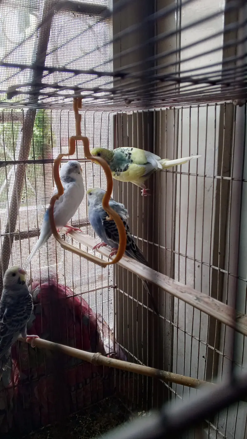 Love Birds for sale. . 03146117044. . . 0/3/1/4/6/1/1/7/0/4/4 — photo 7
