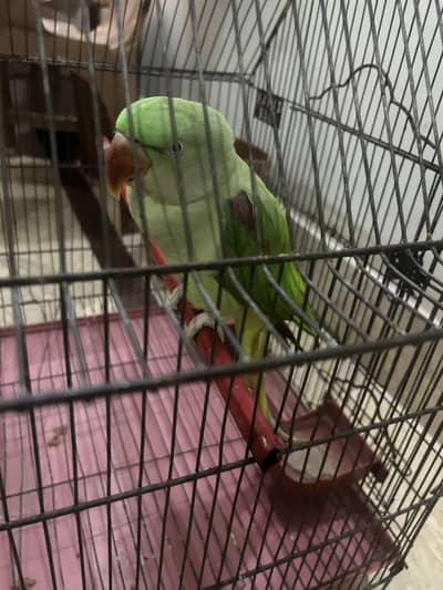 Female Raw parrot
