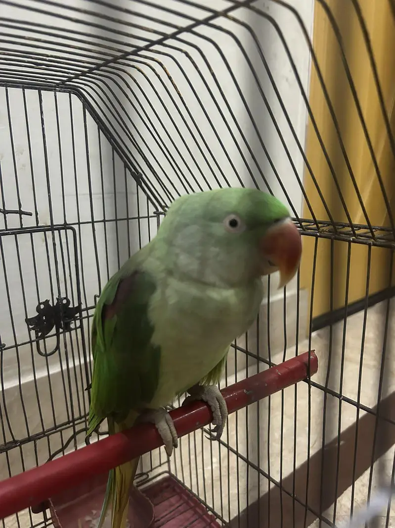 Female Raw parrot — photo 2