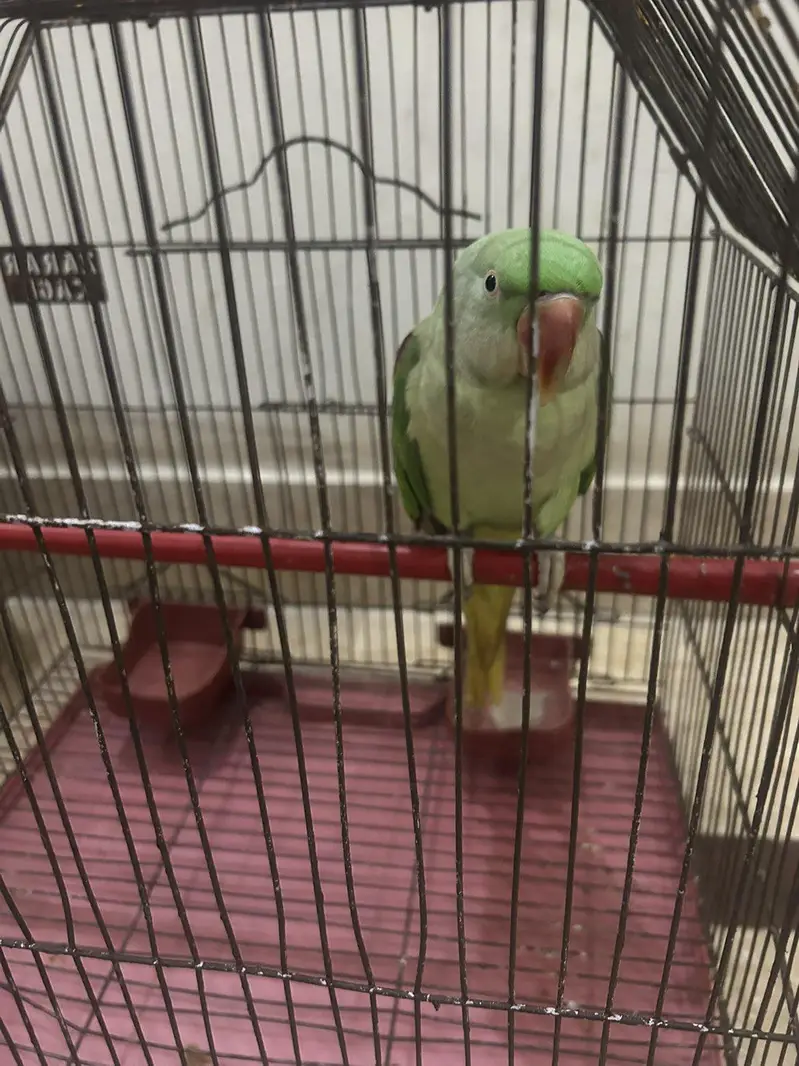 Female Raw parrot — photo 3
