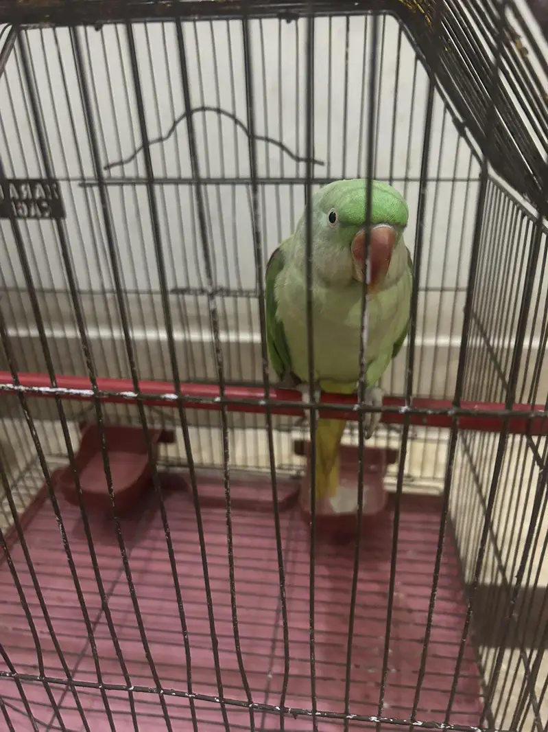 Female Raw parrot — photo 4