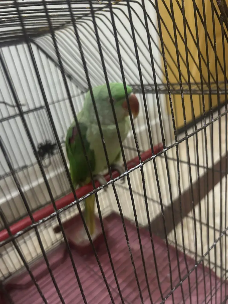 Female Raw parrot — photo 5